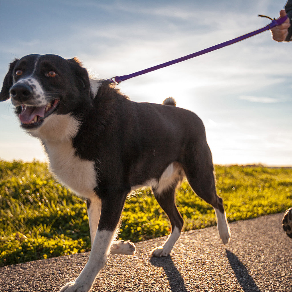 WUNDERleash No-Pull Dog Leash