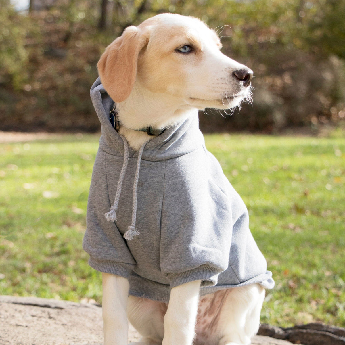 Plush Cotton Hooded Dog Sweater