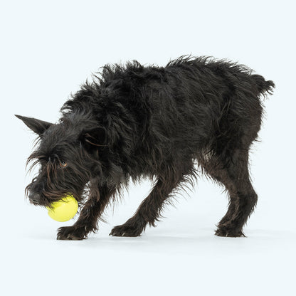 Jive Durable Dog Toy