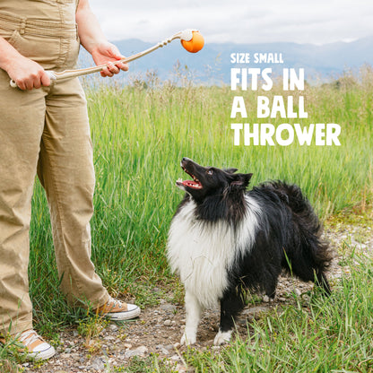 Jive Durable Dog Toy