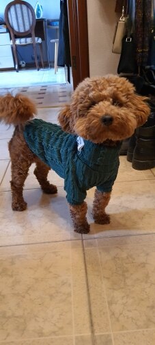 Knit Turtleneck Sweater for Small Dogs & Cats