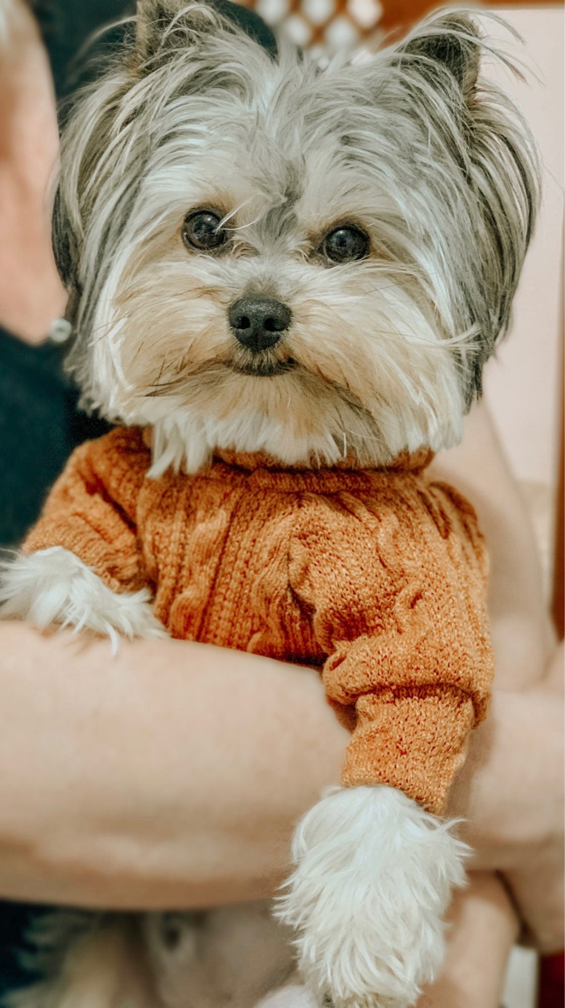 Knit Turtleneck Sweater for Small Dogs & Cats
